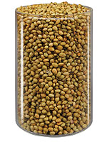 Coriander Seeds